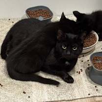 Thumbnail photo of Prism #2