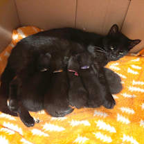 Thumbnail photo of Prism #3