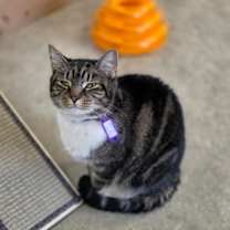 Thumbnail photo of Gypsy #1