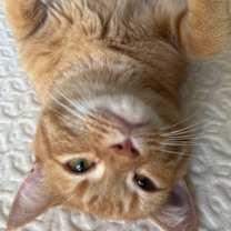 Thumbnail photo of Pum Pum #2