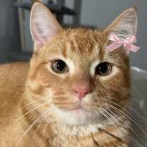 Thumbnail photo of Pum Pum #1