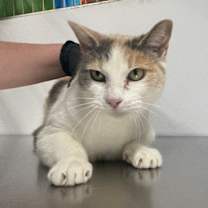 Thumbnail photo of Dumplin #1