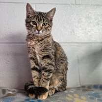 Thumbnail photo of Amber #1