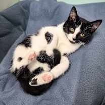 Thumbnail photo of Batman #1