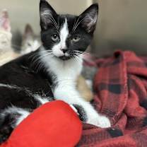 Thumbnail photo of Batman #2