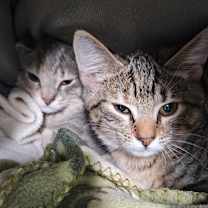 Thumbnail photo of Amber #2