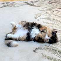 Thumbnail photo of Coco #1