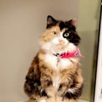 Thumbnail photo of Coco #2