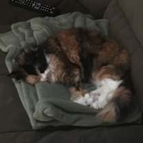 Thumbnail photo of Coco #3