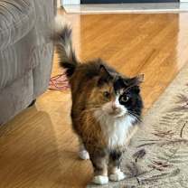 Thumbnail photo of Coco #4