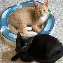 Thumbnail photo of Merry #4