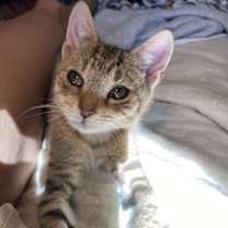 Thumbnail photo of Petrie #3