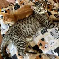 Thumbnail photo of Yardley #1