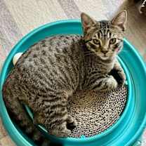 Thumbnail photo of Yardley #2