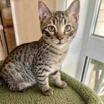 Thumbnail photo of Yardley #3