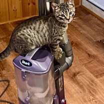 Thumbnail photo of Yardley #4