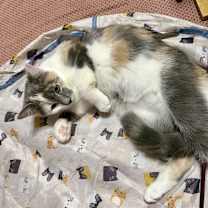 Thumbnail photo of Blossom #4