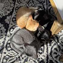 Thumbnail photo of Eva #3