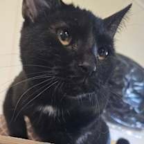 Thumbnail photo of SALEM #2