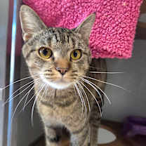 Thumbnail photo of Wishbone #3