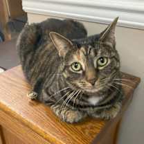 Thumbnail photo of Loona #4