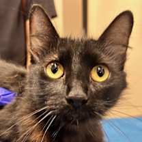 Thumbnail photo of Willa #2