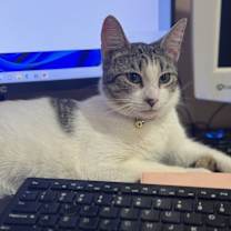 Thumbnail photo of Chai #1