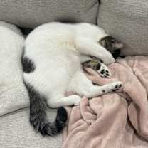 Thumbnail photo of Chai #3