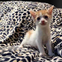 Thumbnail photo of Cruz #1