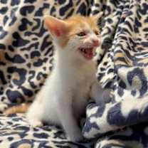 Thumbnail photo of Cruz #3