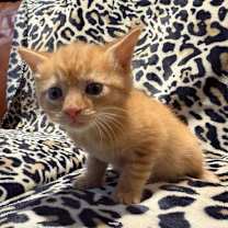 Thumbnail photo of Ciri #1