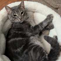 Thumbnail photo of Cucumber #3