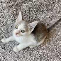 Thumbnail photo of Lemon #1