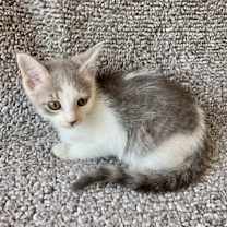 Thumbnail photo of Lemon #2