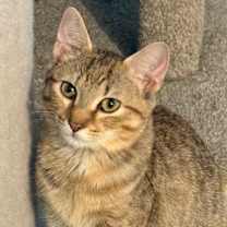 Thumbnail photo of Chai #9 #1