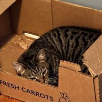 Thumbnail photo of Savy #4