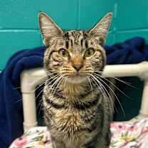 Thumbnail photo of Calypso #1