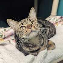 Thumbnail photo of Calypso #3