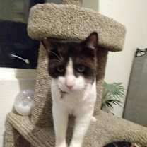 Thumbnail photo of Rocky #4