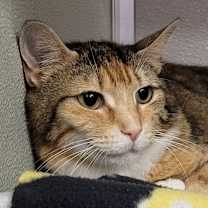 Thumbnail photo of Leaf #4