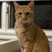 Thumbnail photo of Timber #1