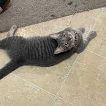 Thumbnail photo of Darcy #2