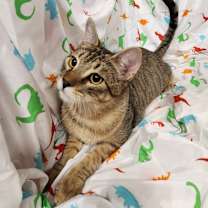 Thumbnail photo of Chai #4