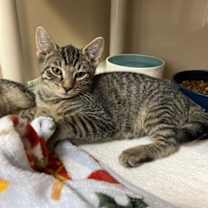 Thumbnail photo of Quasar #1