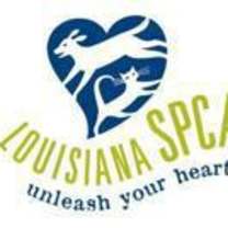 Thumbnail photo of Beans (PetSmart Manhattan) #3