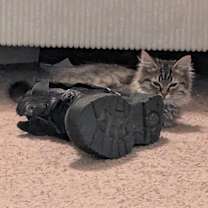 Thumbnail photo of Dottie #2