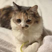 Thumbnail photo of Ms. Kitty #2