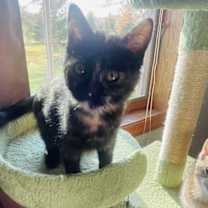 Thumbnail photo of Chantilly #4