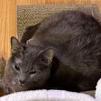 Thumbnail photo of Loki #2