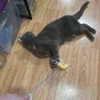 Thumbnail photo of Loki #3